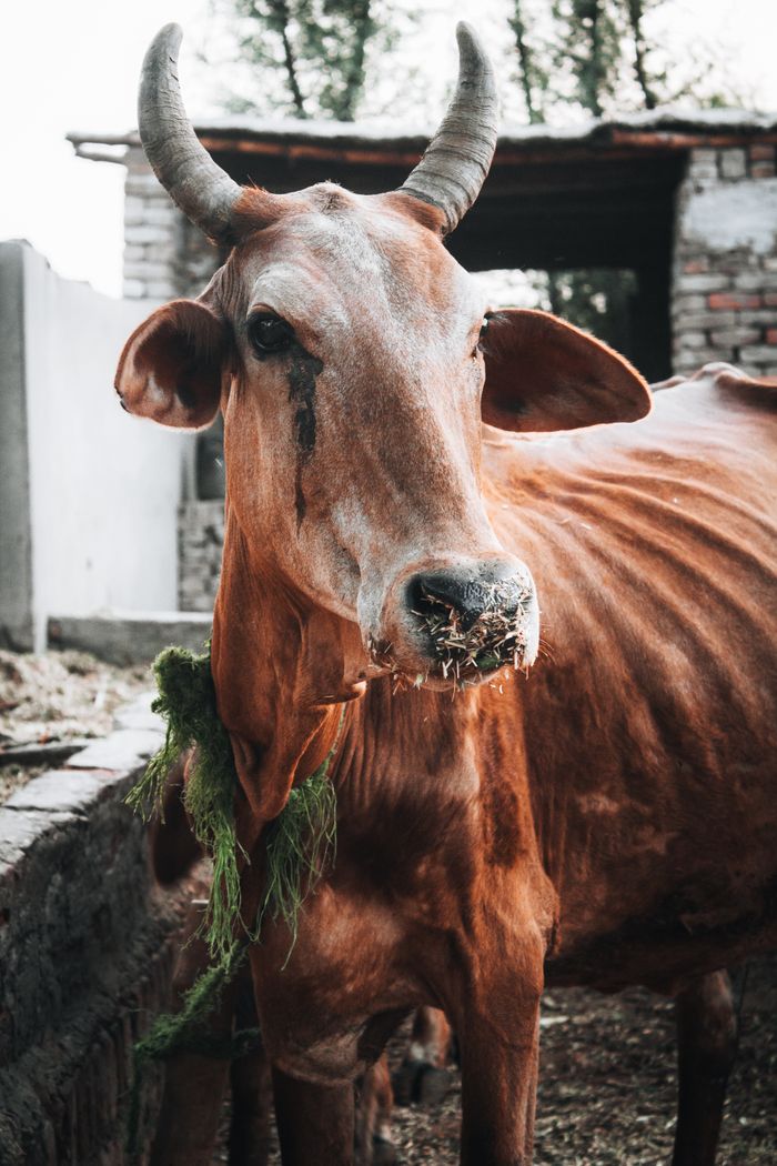 Home Close-up of a cow with horns in a rural farm setting in Sadiqabad, Punjab, Pakistan.